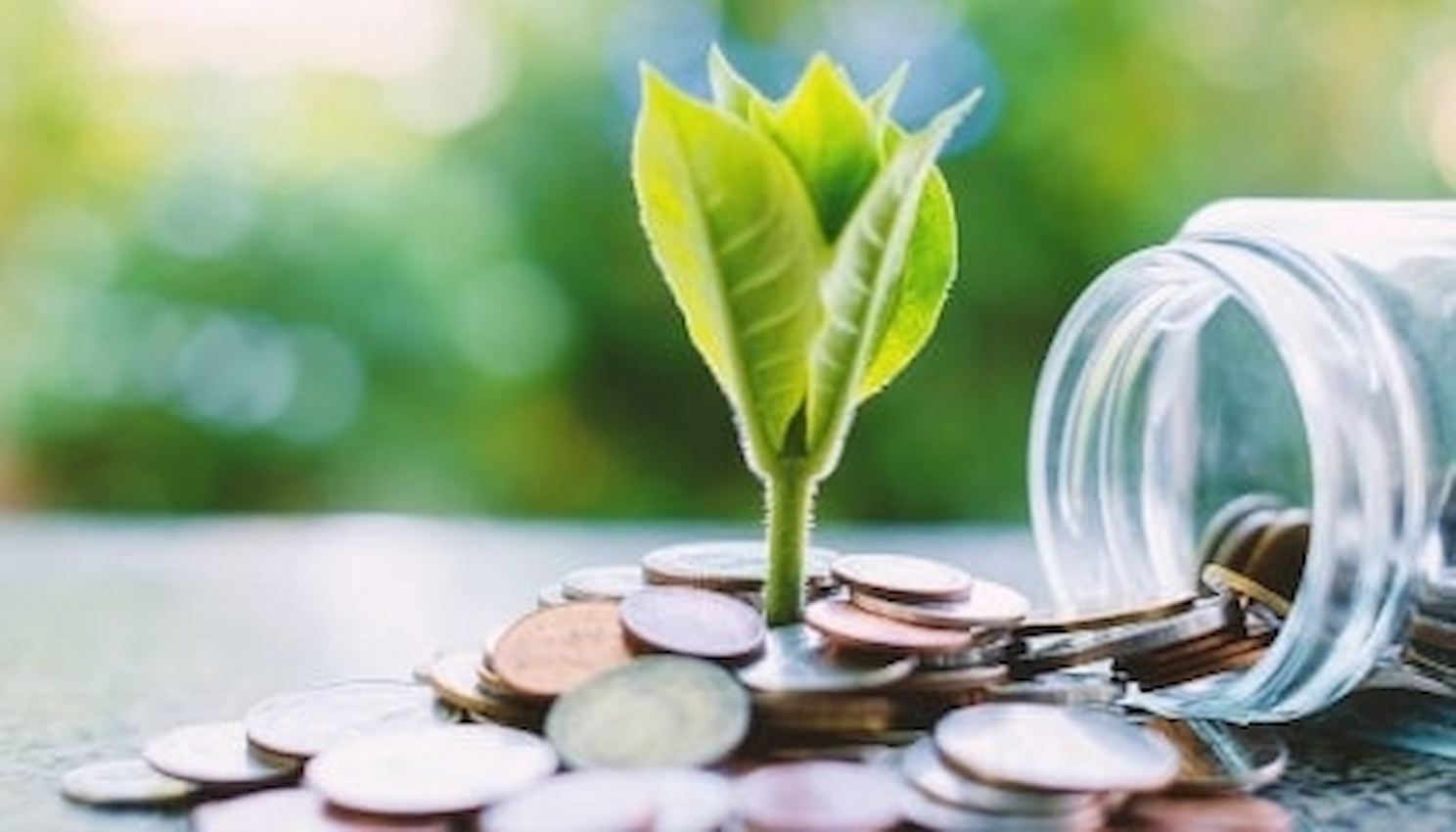 A imagem mostra uma muda de planta entre algumas moedas, caídas de um cofre.