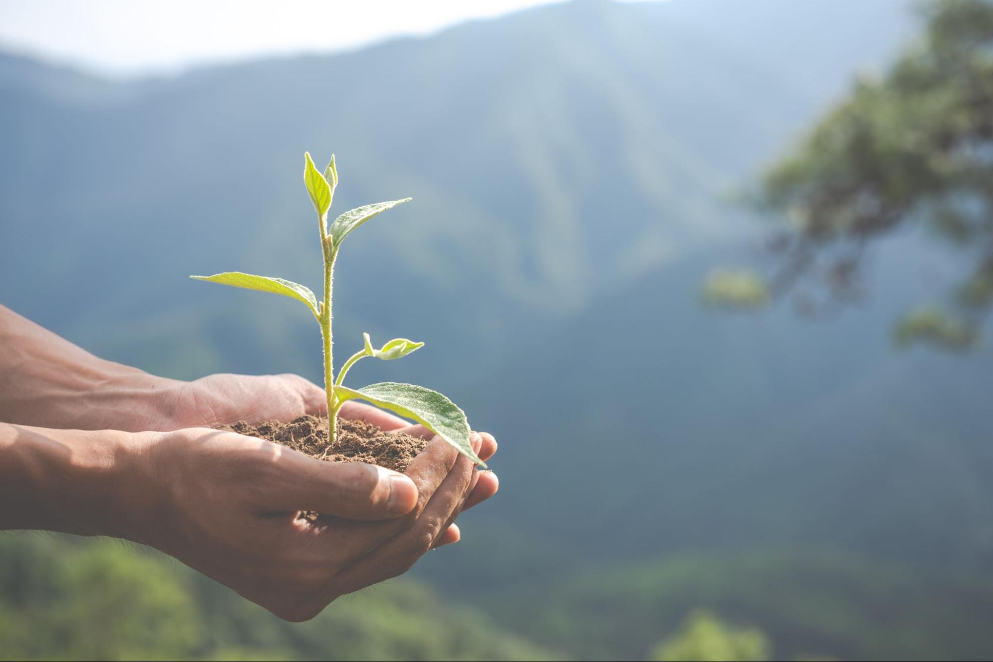 Mãos segurando uma muda de planta, simbolizando sustentabilidade.