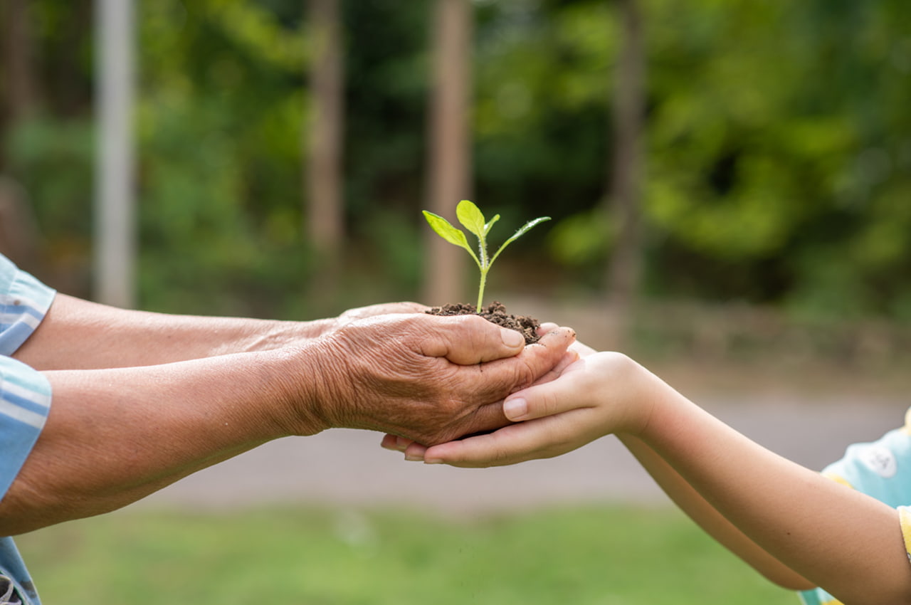 Mãos adultas passam muda verde a mãos infantis, simbolizando sustentabilidade social e cuidado com o futuro.