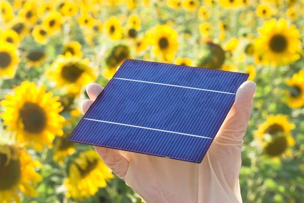 Pessoa segurando célula solar, com campo de girassóis ao fundo. 